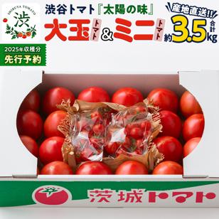 [ 2025年 収穫分 先行予約 ] -太陽の味- 渋谷トマト 大玉トマト・ミニトマト詰め合わせ 約3.5kg 2025年1月4日〜発送開始 トマト ミニトマト 茨城 産地直送 農家直送リコピン ビタ